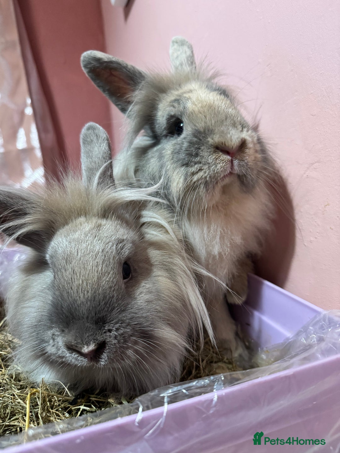 Lionhead rabbits for sale: 2 lion head sisters to rehome  - Image 3
