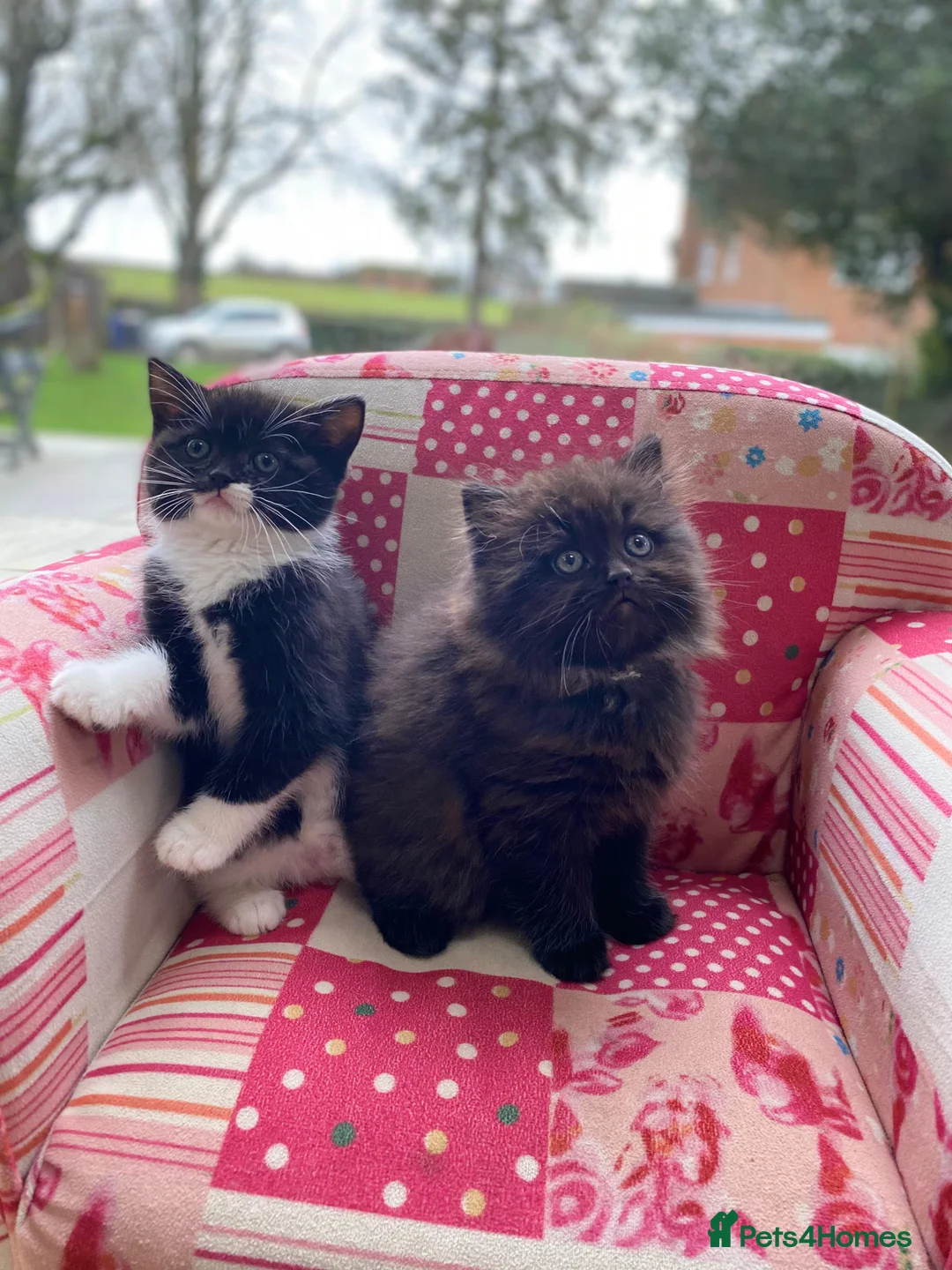 British Longhair cats for sale: Stunning litter of British long hair - Advert 7