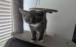 Mixed Breed cats for sale: 2 British Shorthair cross Ragdoll Boys Available  - Image 7