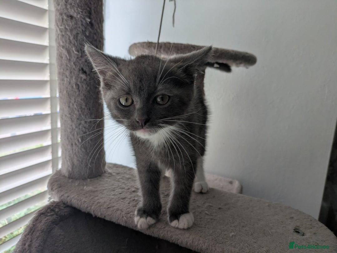 Mixed Breed cats for sale: 2 British Shorthair cross Ragdoll Boys Available  - Image 7