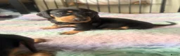 Dachshund dogs for sale: 4 traditional Black and Tan dachshund puppies  - Advert 8