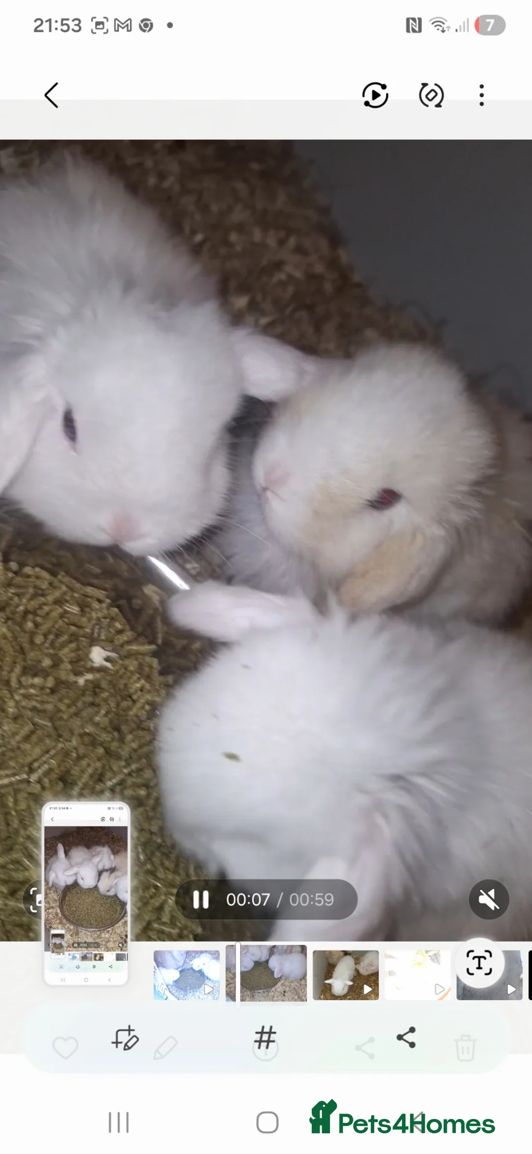 Lionhead rabbits for sale: Baby bunny's  in Stoke-on-Trent - Advert 1