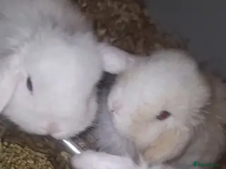 Lionhead rabbits Baby bunny's - Advert 4