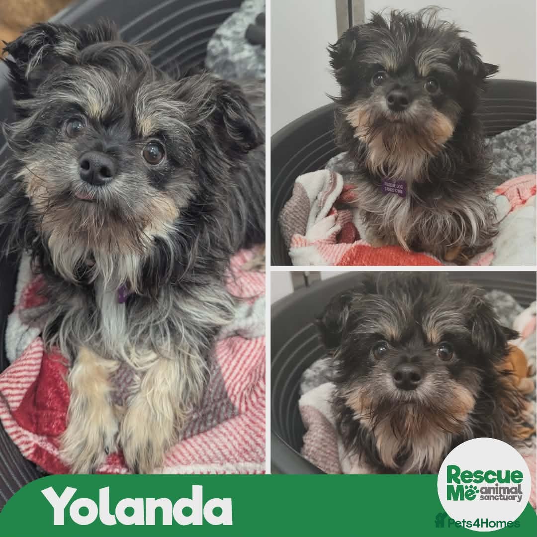 Mixed Breed dogs Yolanda - High energy girl - Advert 3
