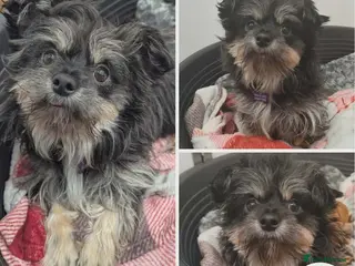 Mixed Breed dogs Yolanda - High energy girl - Advert 3