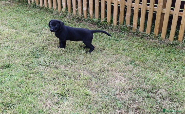 Labrador Retriever dogs - Advert 1