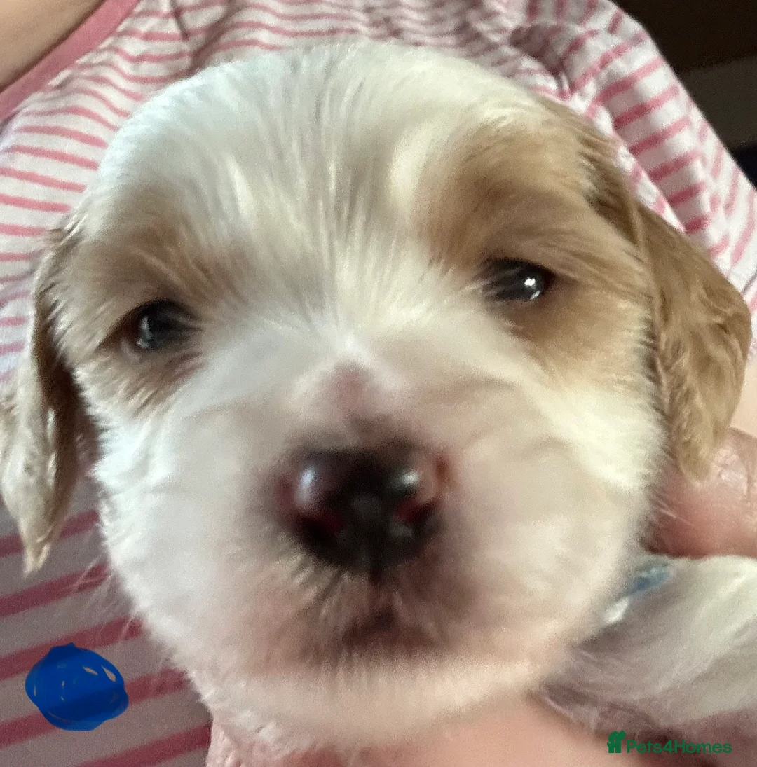 Cavapoochon dogs for sale: Beautiful Spring Cavapoochon Cockapoo Puppies  - Advert 1