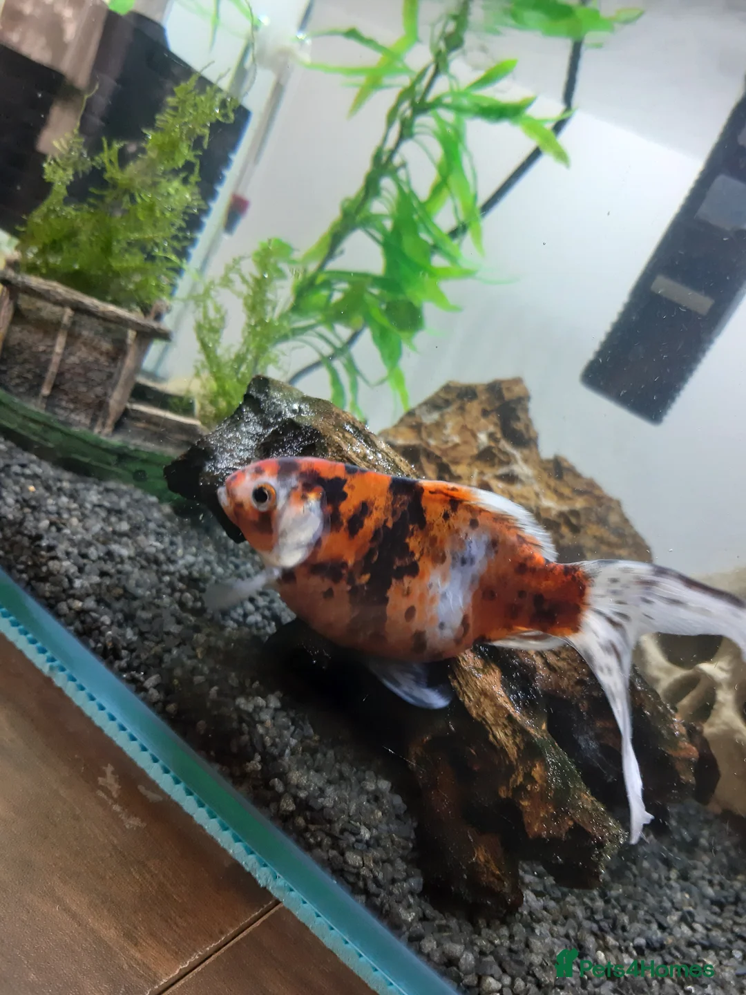 Shubunkins fish for sale: Tigga Female Shebunkin.  - Advert 2
