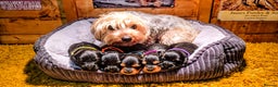 Yorkiepoo dogs for sale: GENUINE F1 YORKIEPOO PUPPIES  - Advert 12