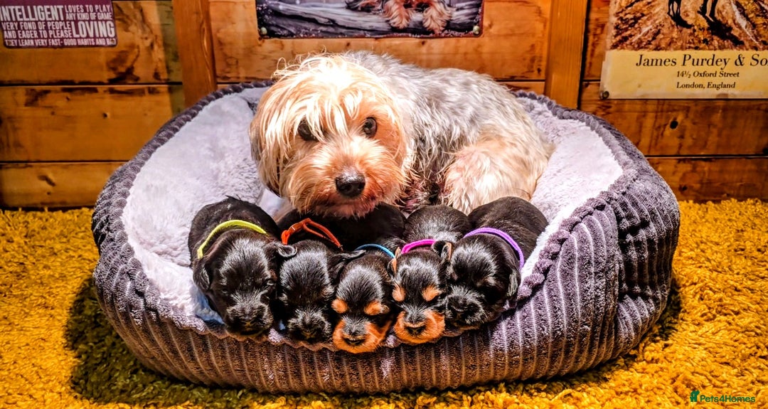 Yorkiepoo dogs for sale: GENUINE F1 YORKIEPOO PUPPIES  - Advert 12
