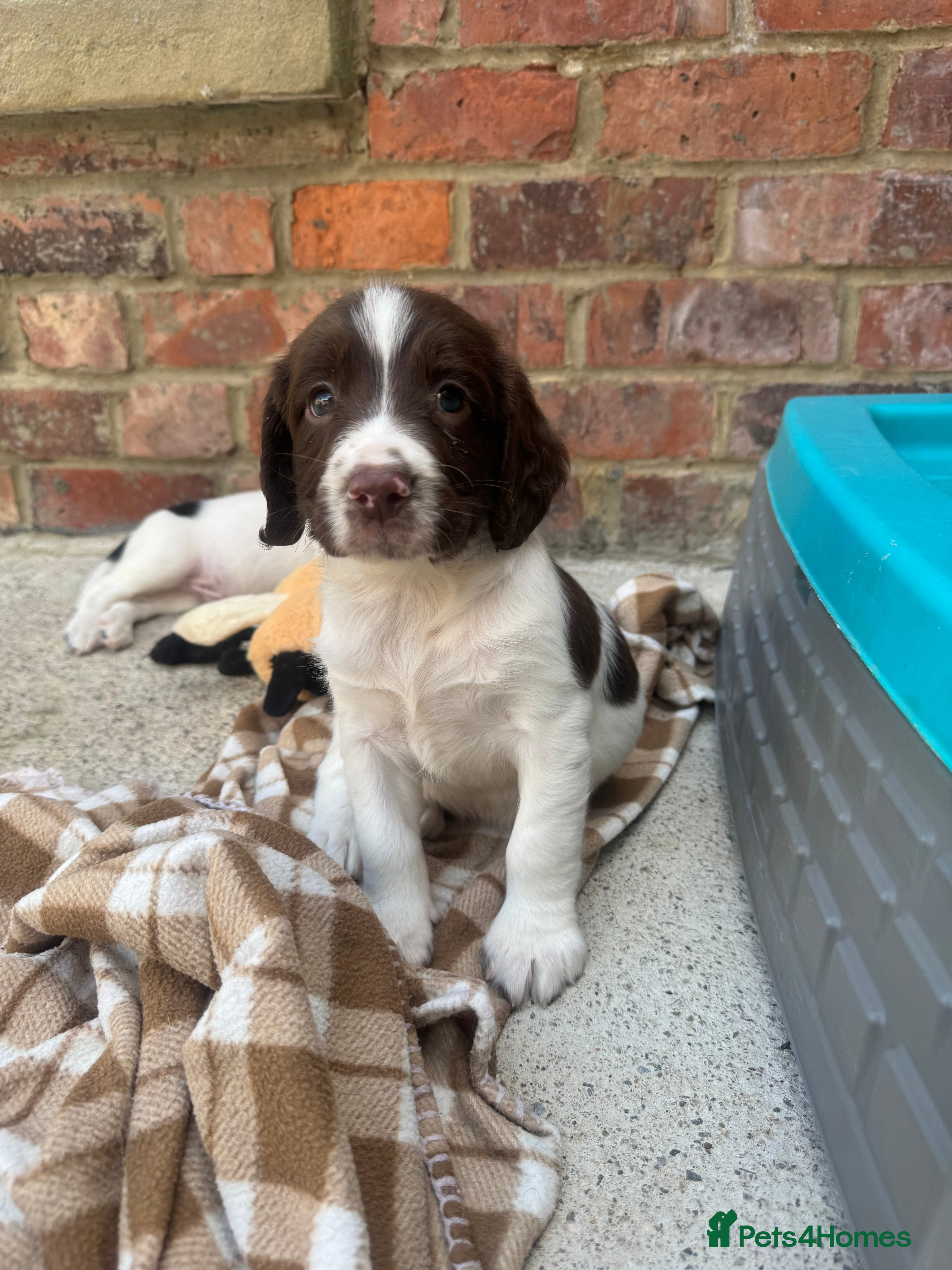 English Springer Spaniel dogs Exceptional ESS pups from tested working parents  - Advert 2