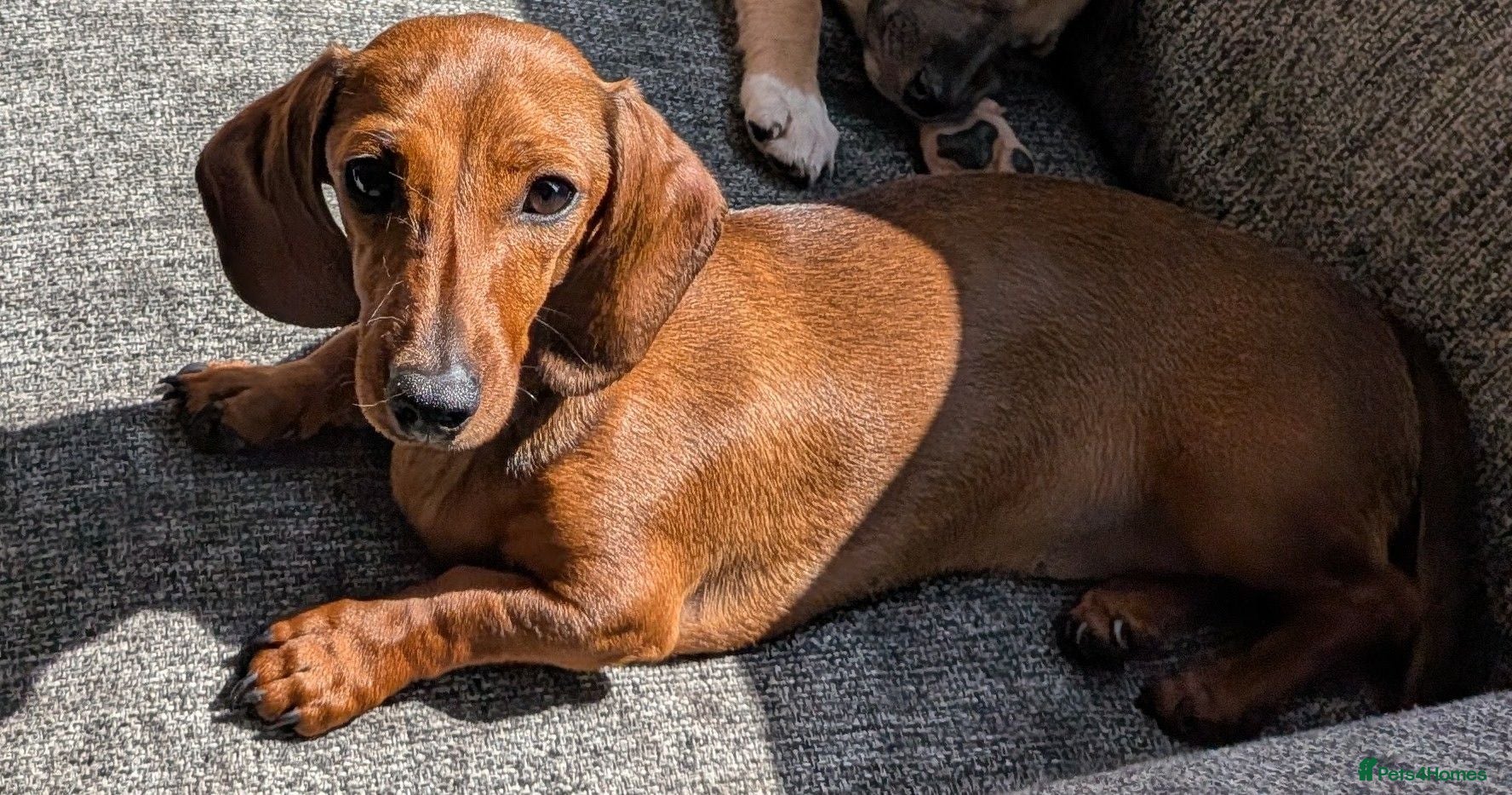 Miniature Dachshund dogs Minture dachshund to rehome - Advert 2