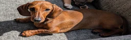 Miniature Dachshund dogs for sale: Minture dachshund to rehome in Great Yarmouth - Advert 1