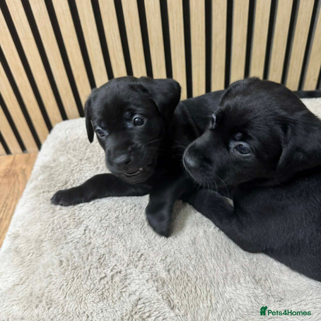 Labrador Retriever dogs for sale: Beautiful Labrador puppies for sale🥰 - Advert 9
