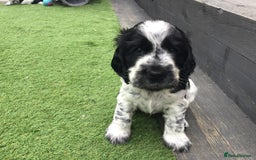 Cocker Spaniel dogs for sale:  show cocker puppy.KC reg. AMS.PRA. & FN clear. - Image 26