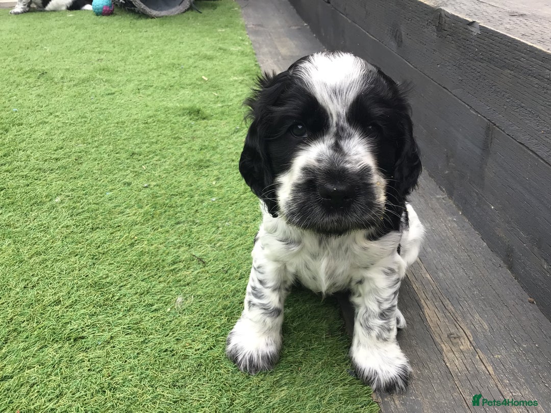 Cocker Spaniel dogs for sale:  show cocker puppy.KC reg. AMS.PRA. & FN clear. - Image 26