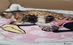 Bengal cats for sale: Bengal Kittens ( 14 WEEKS OLD )  - Image 17