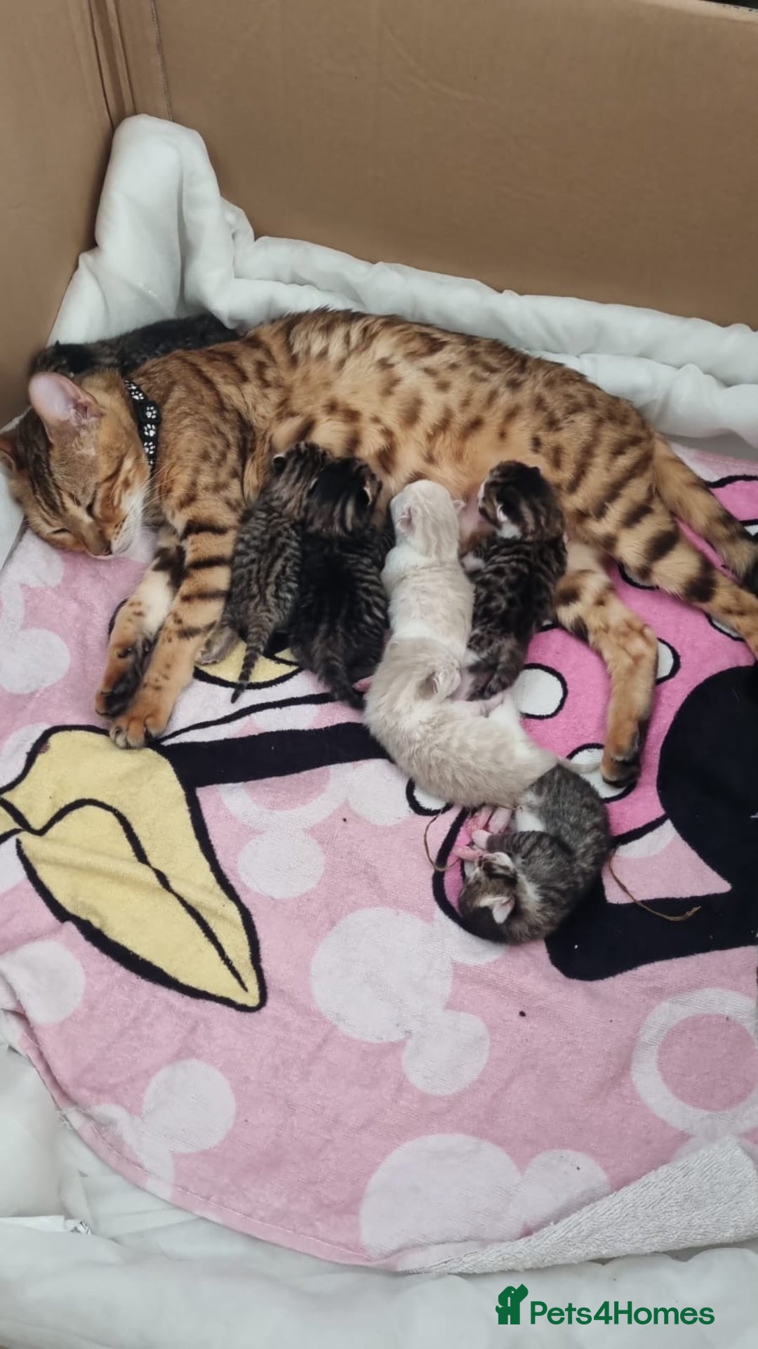 Bengal cats for sale: Bengal Kittens ( 14 WEEKS OLD )  - Image 17