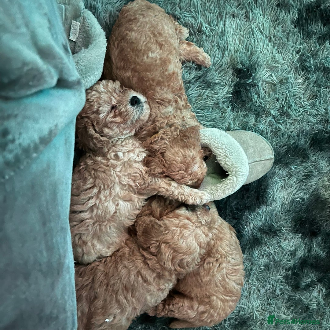 Australian Labradoodle dogs for sale: Fib Labradoodle puppies - Advert 7