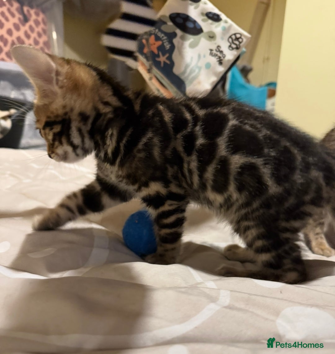 Bengal cats for sale: Pedigree TICA reg 🐾 Bengal Kittens 🐱  - Advert 18
