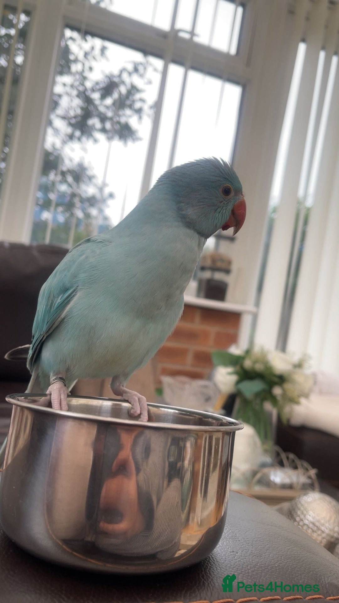 Ringnecks birds for sale: Beautiful fluffy blue Indian ring neck 5month old - Advert 2
