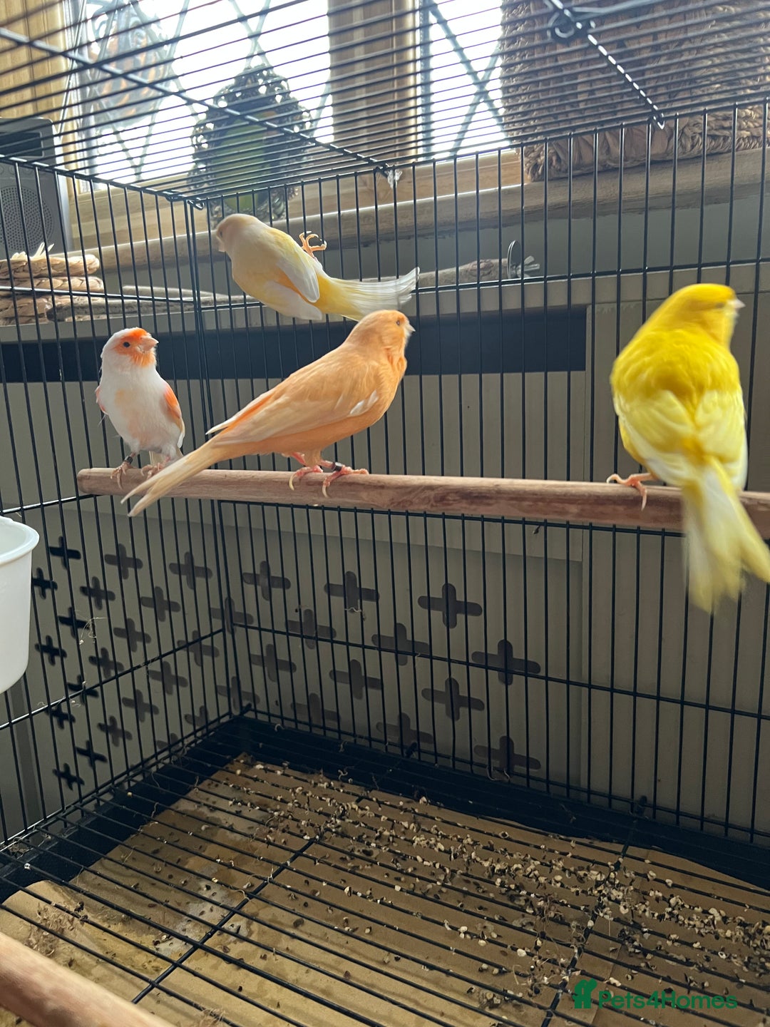 Canaries birds for sale: 4 male canaries - Advert 5