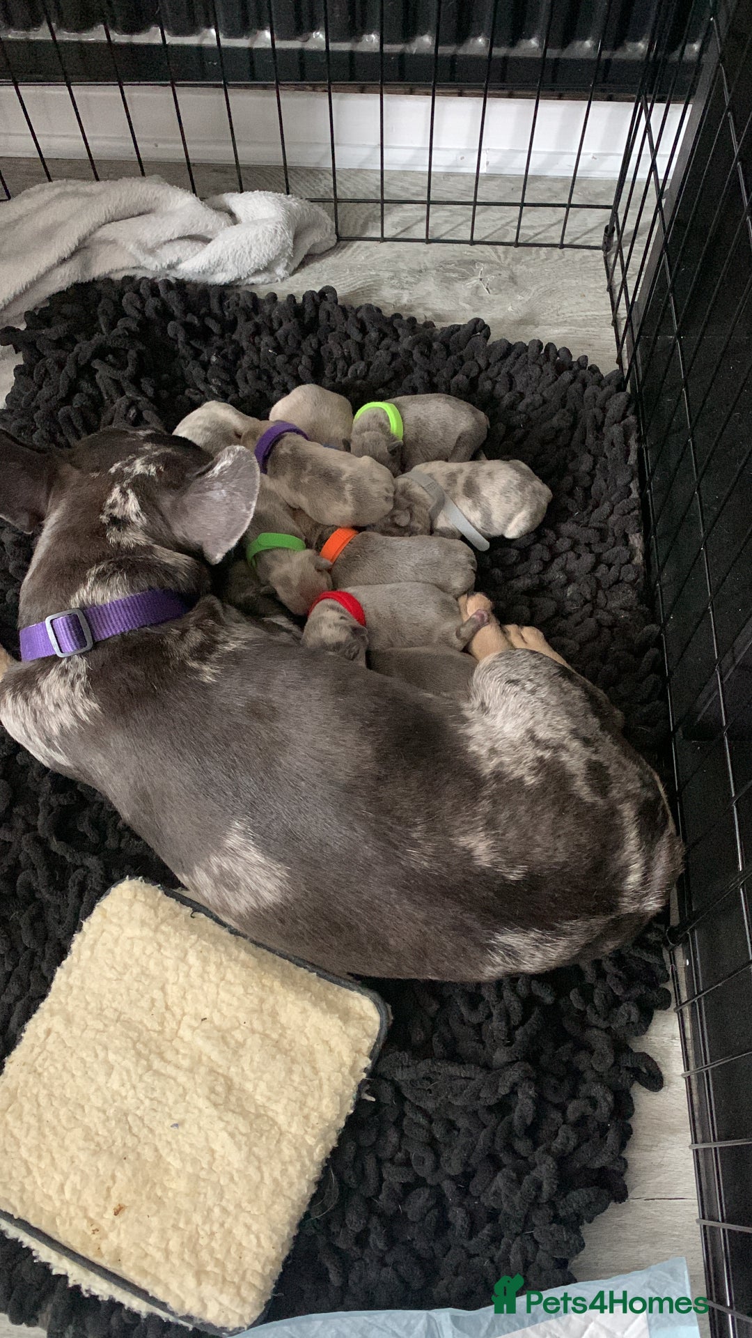 French Bulldog dogs for sale: French bulldog puppies for sale!!  - Image 1