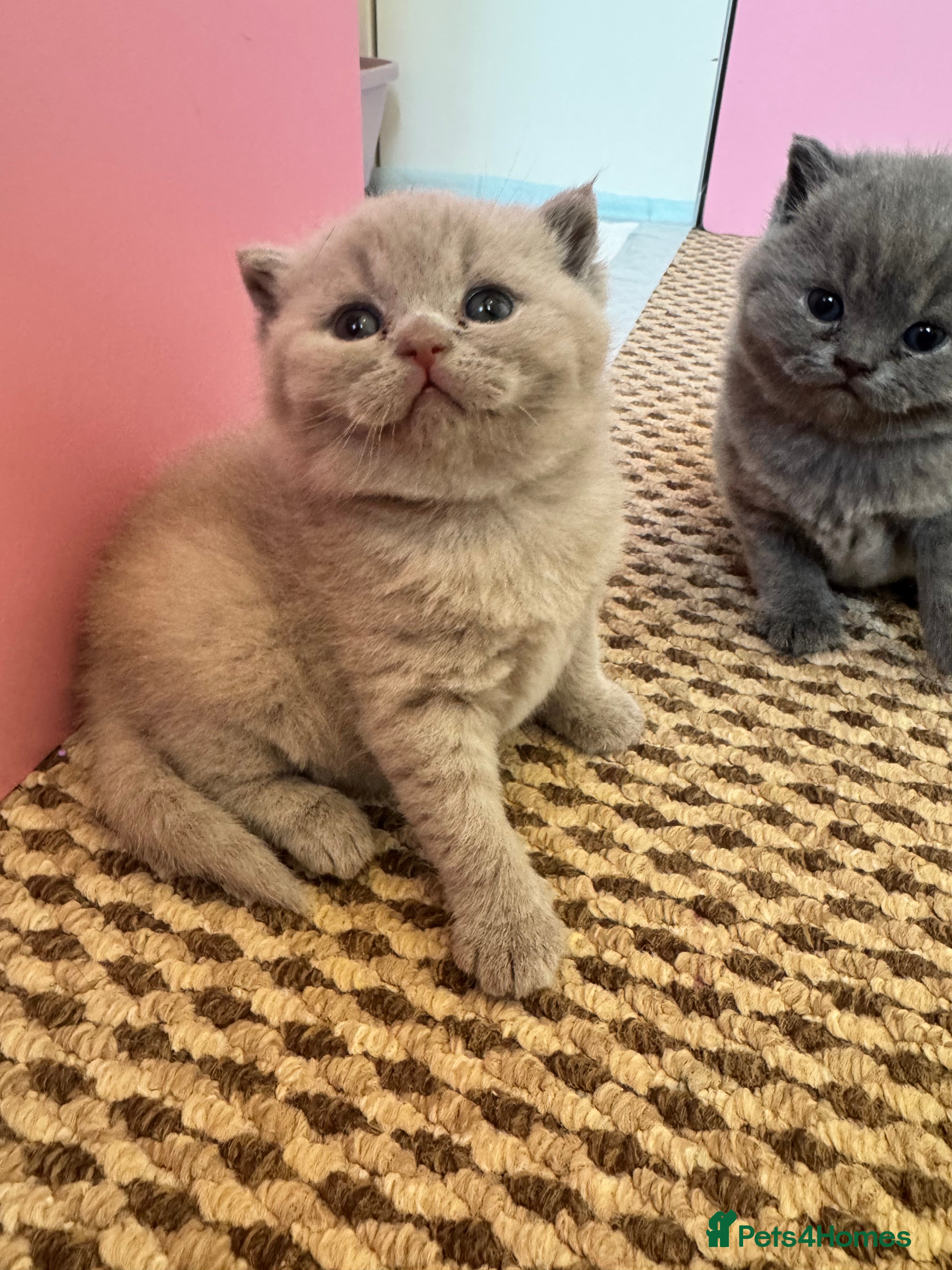 British Shorthair cats British Shorthair kittens GCCF 2 boys 1 girl - Advert 2
