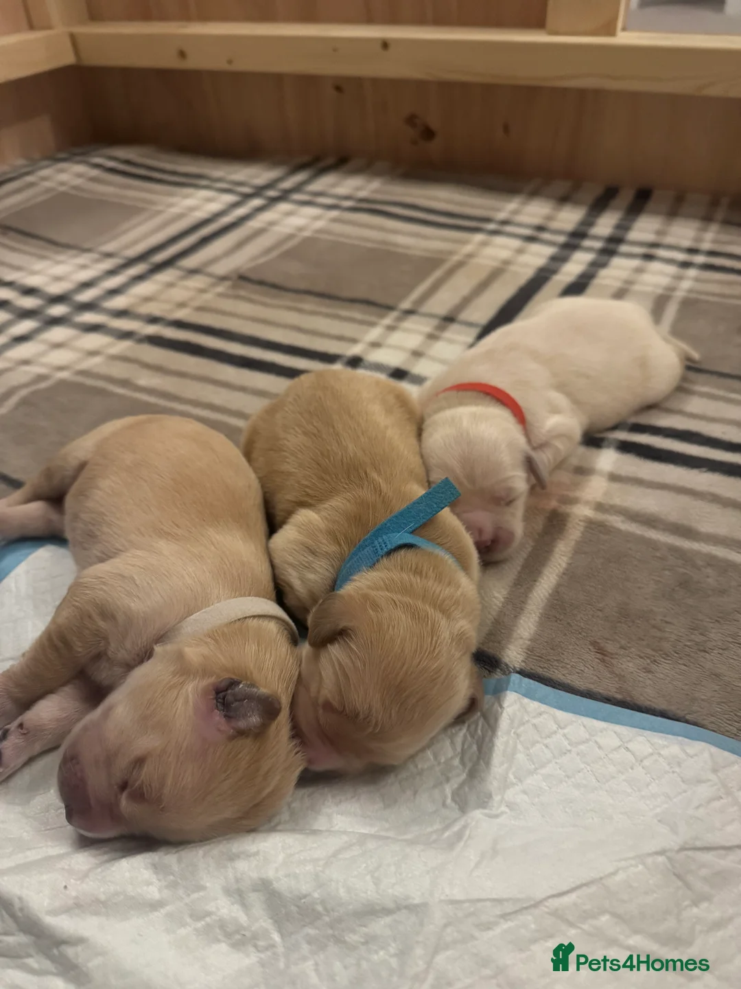 Golden Retriever dogs for sale: Beautiful KC registered Golden Retriever puppies - Advert 19