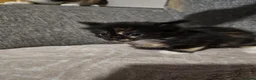Mixed Breed cats for sale: Beautiful mixed breed kittens  - Advert 9