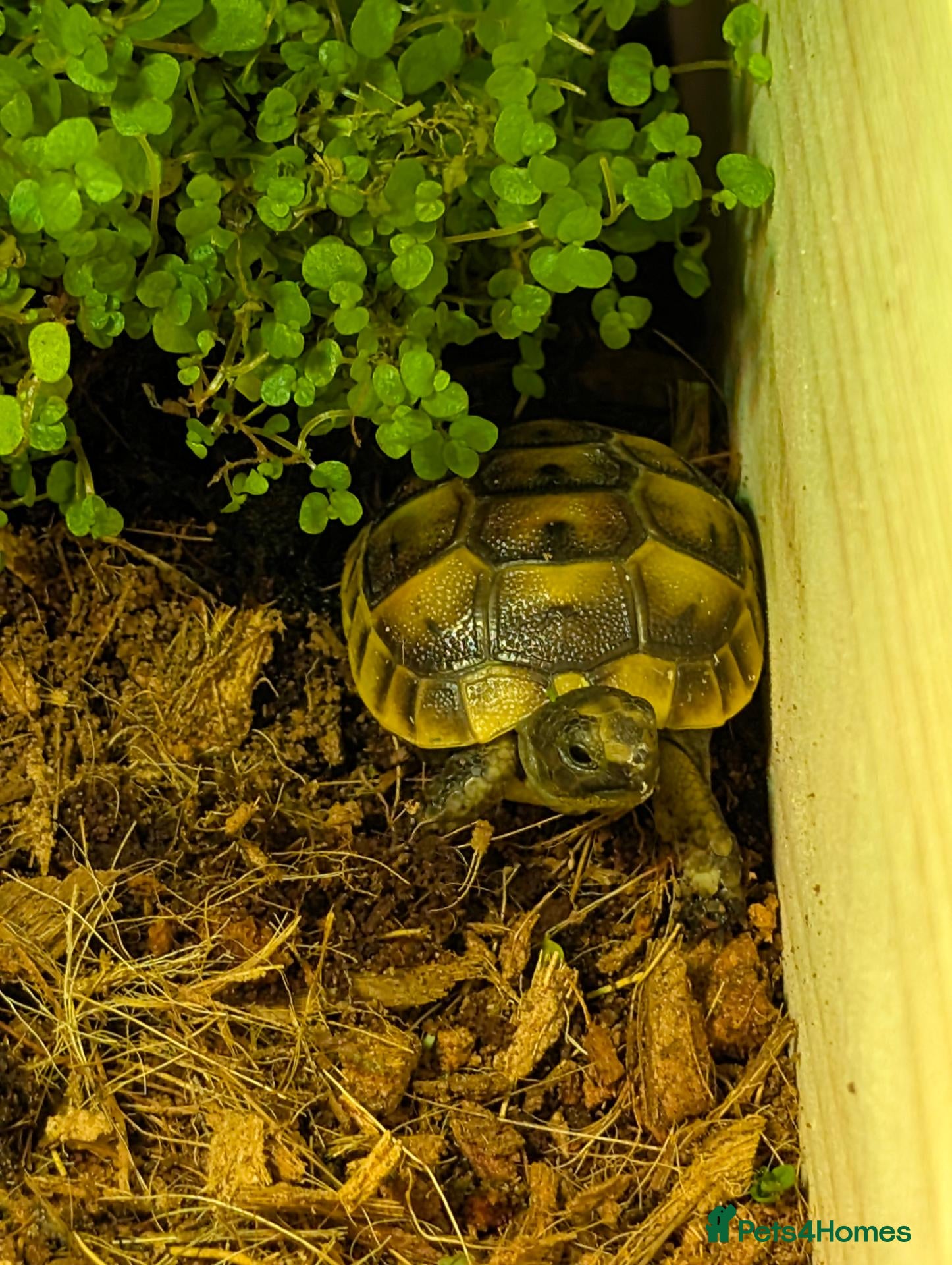 Tortoise reptiles Mediterranean Spur Thigh + full set up - Advert 3