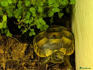 Tortoise reptiles Mediterranean Spur Thigh + full set up - Advert 1