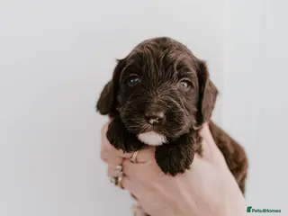 Cockapoo dogs Stunning F2B cockapoos - Advert 3