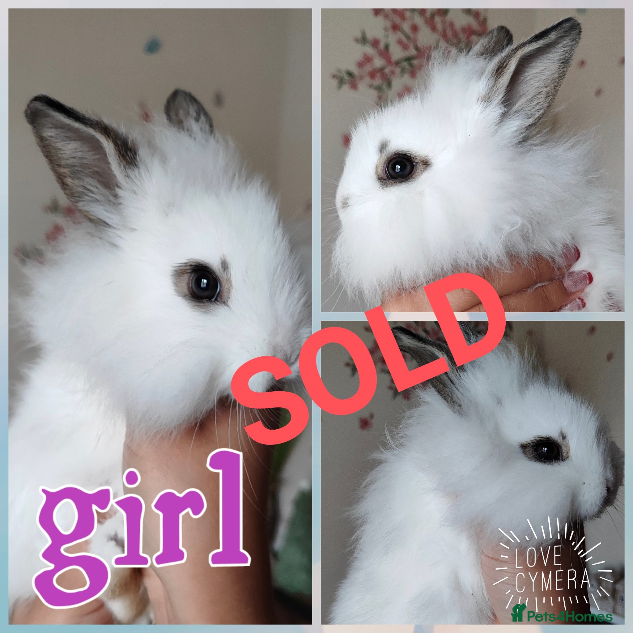 Mini Lion Lop rabbits Wonderful mini lion head lops - Advert 14