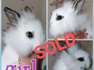 Mini Lion Lop rabbits Wonderful mini lion head lops - Advert 2