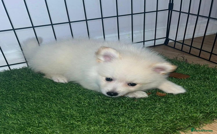 Pomeranian dogs - Advert 2