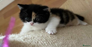 British Shorthair cats - Advert 15