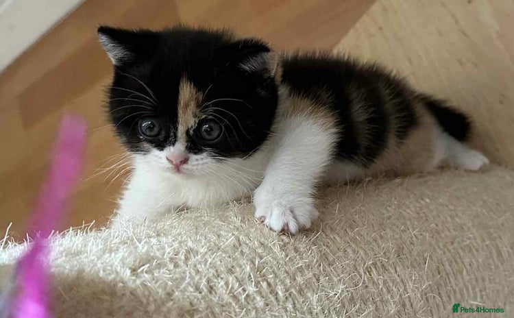British Shorthair cats - Advert 11