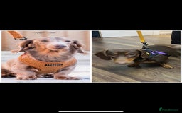 Miniature Dachshund dogs for sale: READY NOW Stunning miniature dachshund pups in Mirfield - Image 11