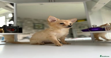 Chihuahua dogs - Advert 6
