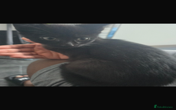 Domestic Shorthair cats for sale: Cute adorable kittens  - Image 2