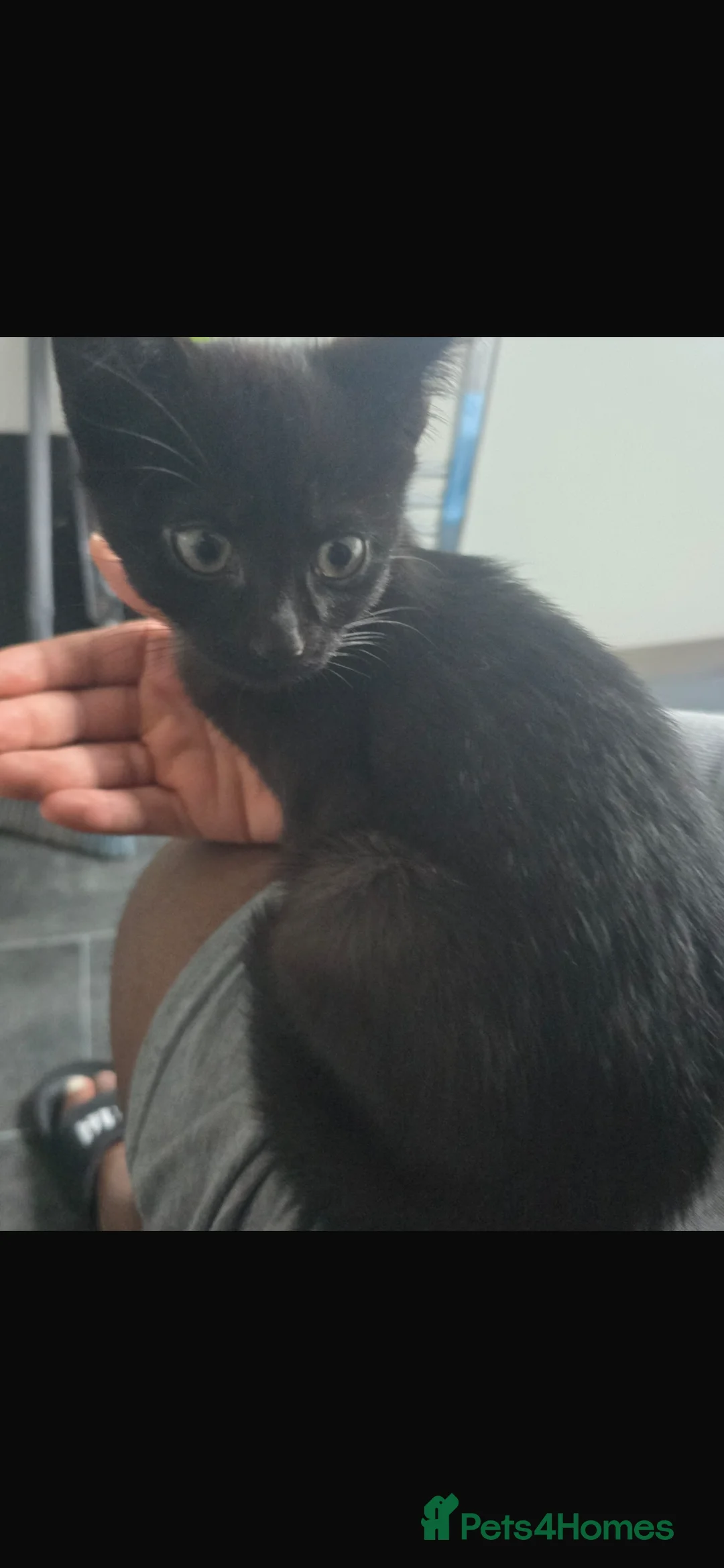 Domestic Shorthair cats for sale: Cute adorable kittens  - Advert 2