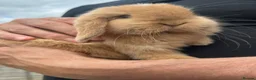 Mini Lop rabbits for sale: Mini lop rabbits  - Advert 14