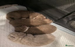 British Shorthair cats for sale: Charming British Shorthair Kittens - Image 2
