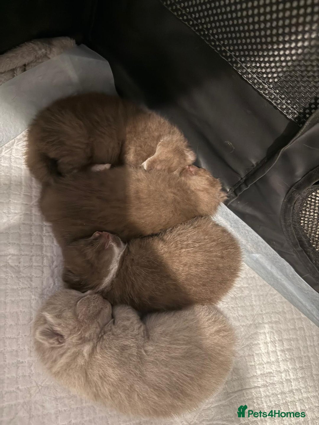 British Shorthair cats for sale: Charming British Shorthair Kittens - Image 2