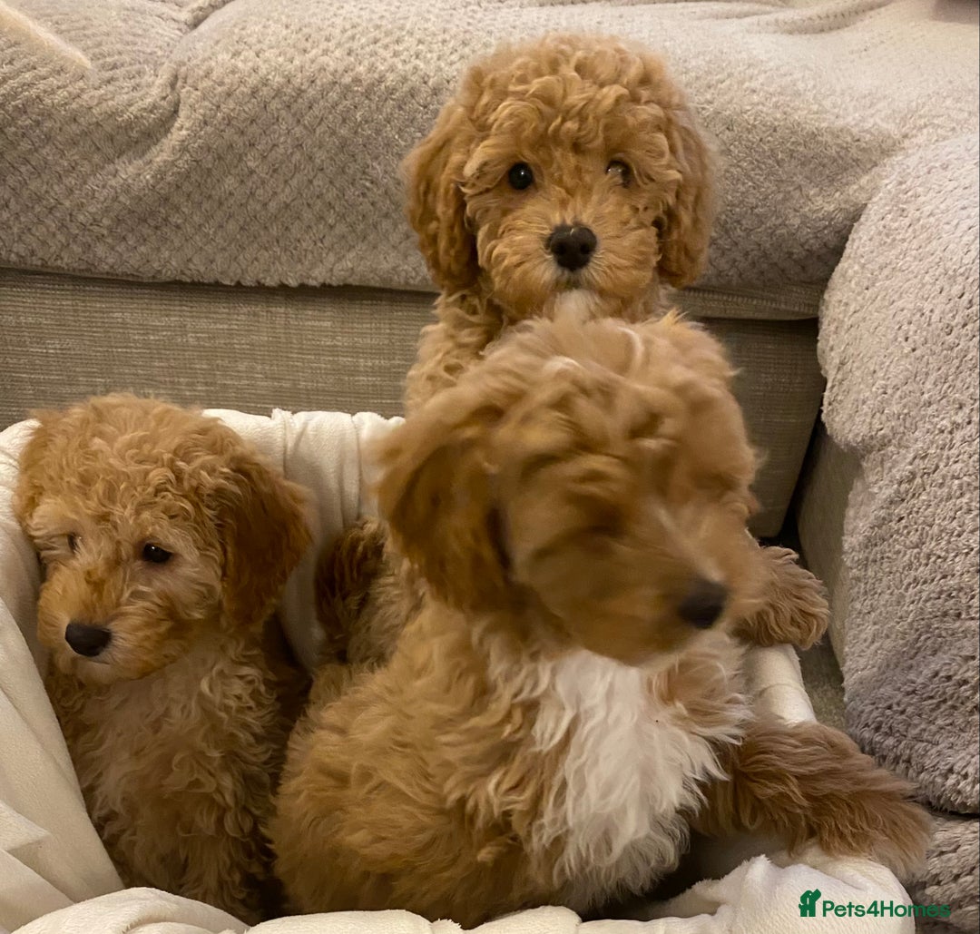 Cavapoo dogs for sale: RED & WHITE CAVAPOO PUPPIES TOP QUALITY BREEDER - Advert 2