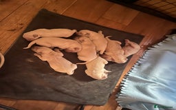 Golden Retriever dogs for sale: Golden retriever pups - Image 1