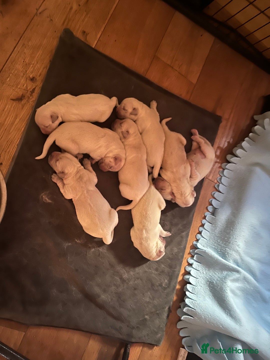 Golden Retriever dogs for sale: Golden retriever pups - Image 1