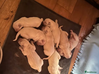 Golden Retriever dogs - Advert 1