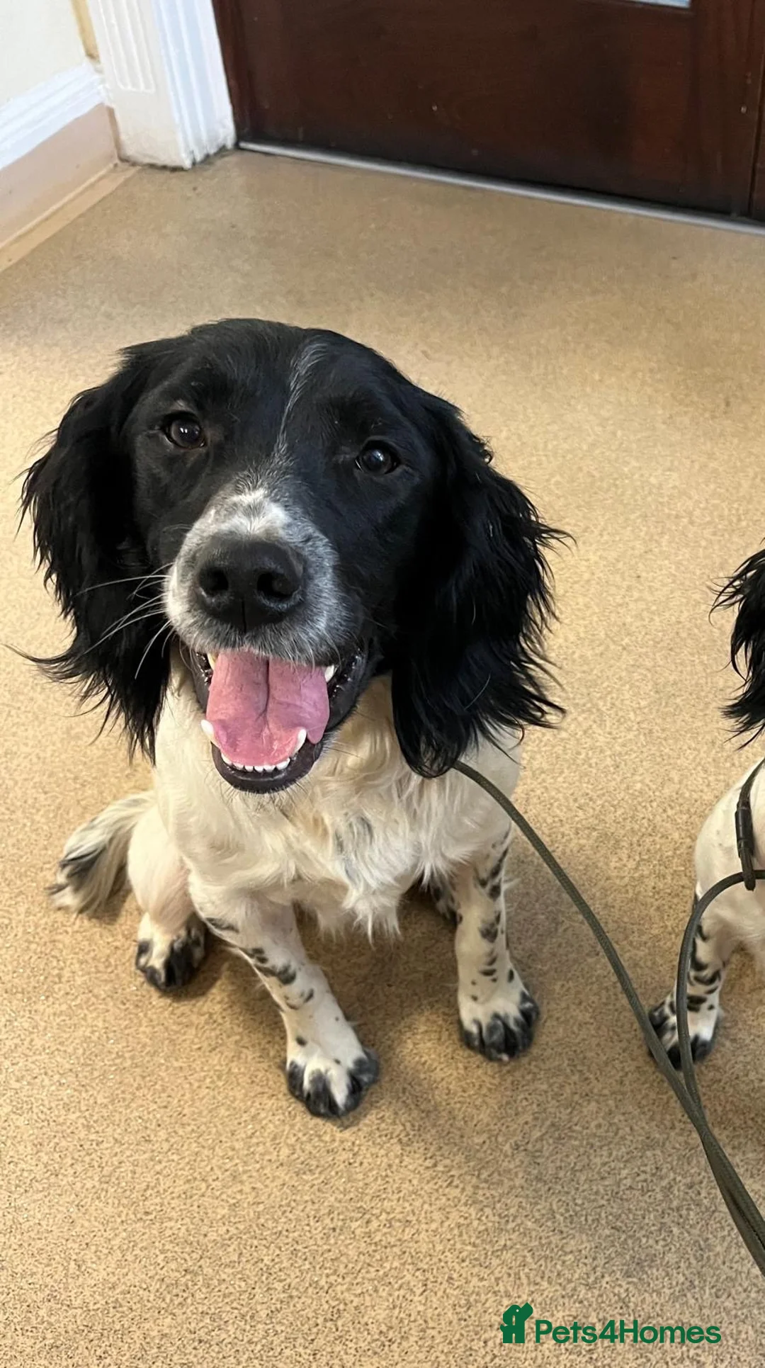 English Springer Spaniel dogs for stud: Spark - Willows Tasso - Advert 2